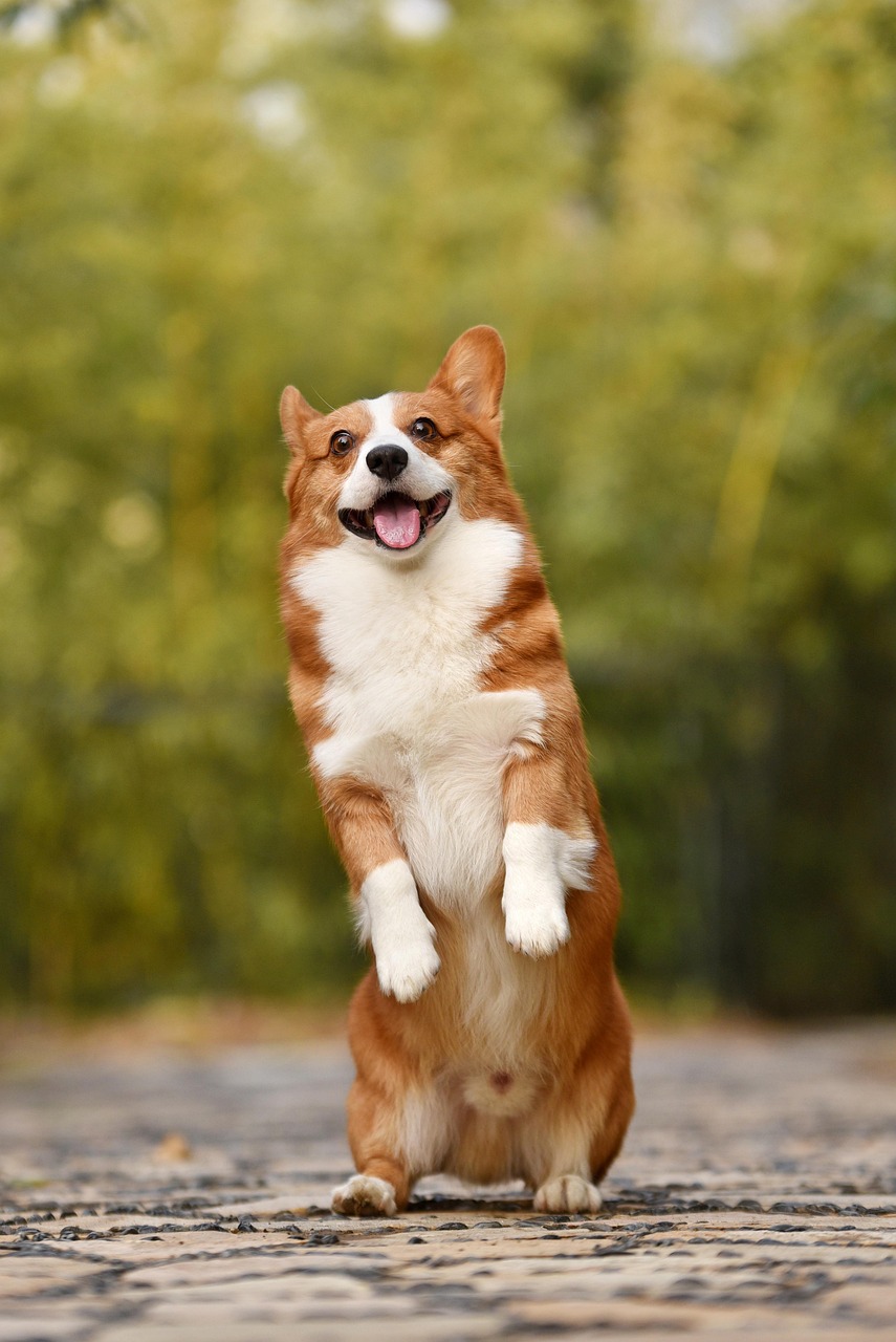 dog 3389729 1280