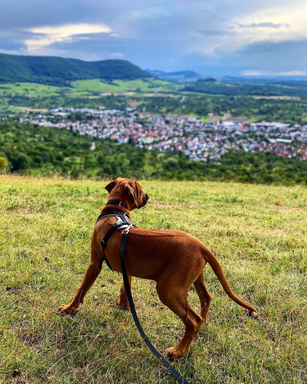 dog 5678593 1280 jpg