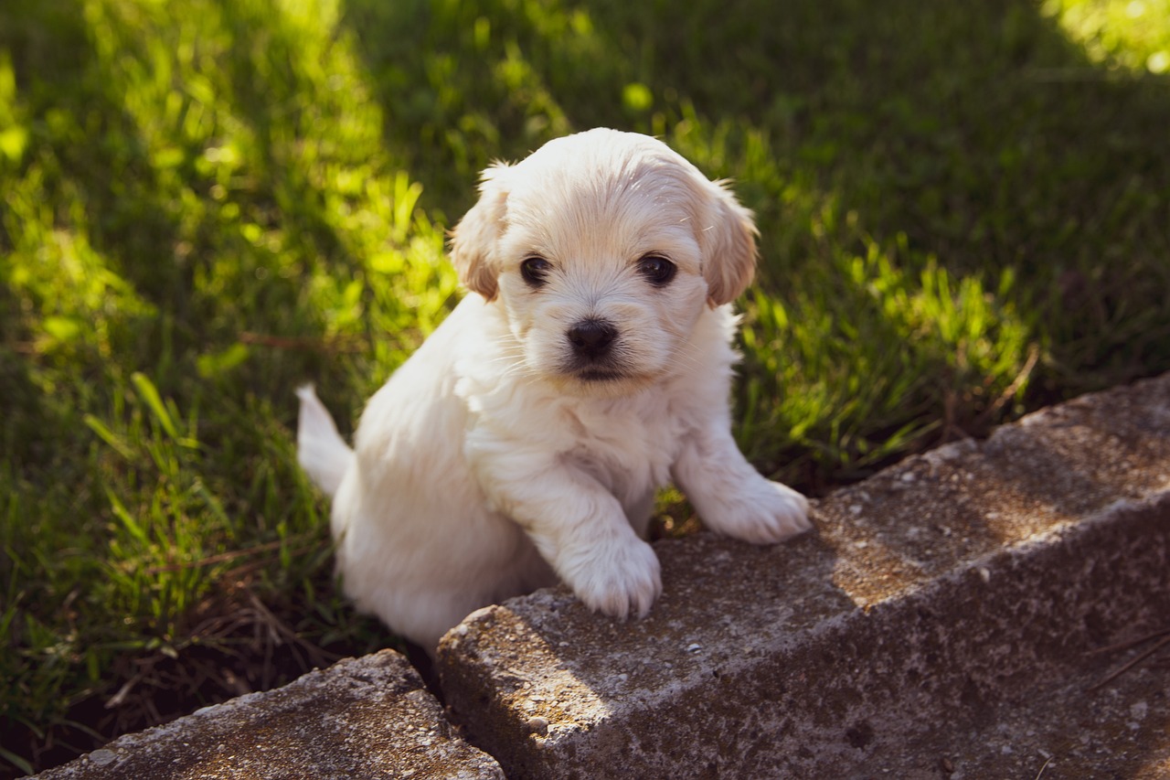 Welpe-4234435_1280 puppy 4234435 1280