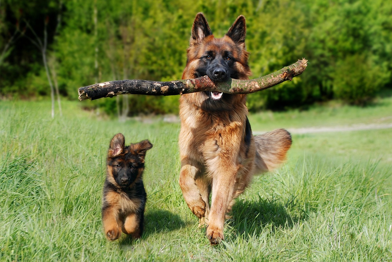 Schäferhund-4357790_1280 shepherd dog 4357790 1280