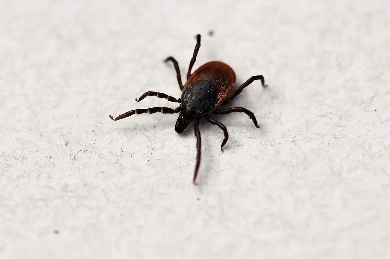 ixodes ricinus 5294521 1280 jpg