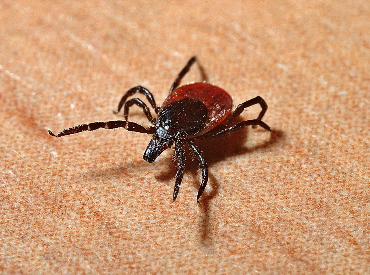 tick 1271763 1280 jpg