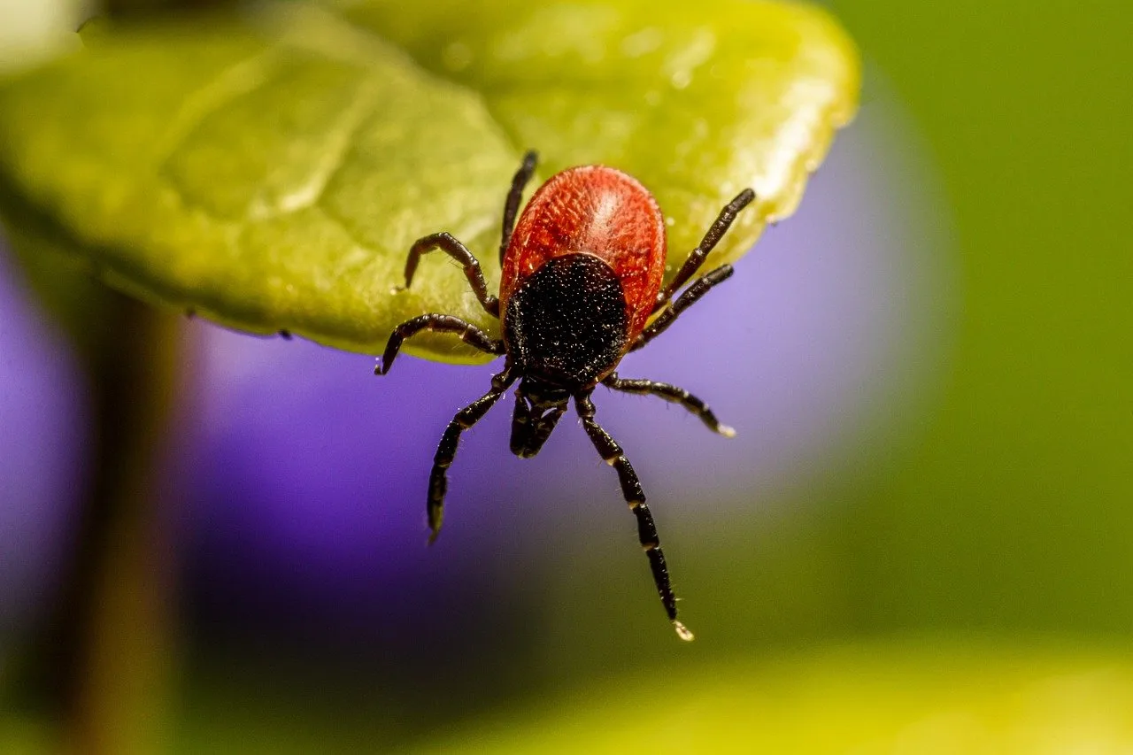 tick 7644666 1280 jpg