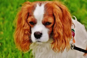 dog 1606600 1280