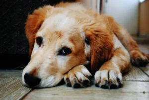 dog 1846066 1280