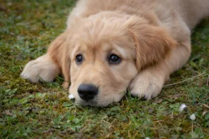 dog 4372036 1280